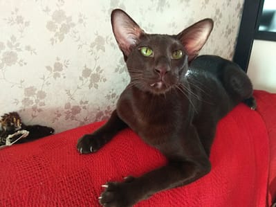 甜新寵物美容店