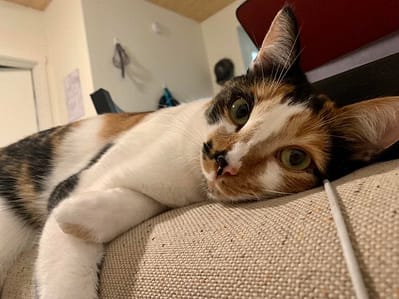 絲蓋狗狗訓練工坊