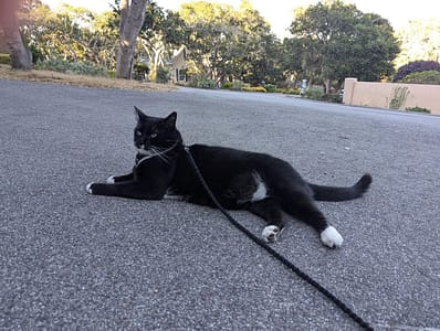 肥歐霸貓舍