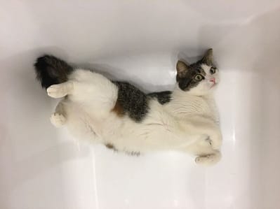 艾希艾貓旅社