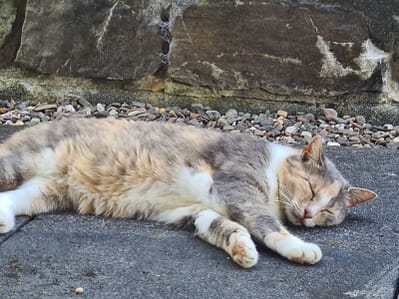 龍保寶動物醫院