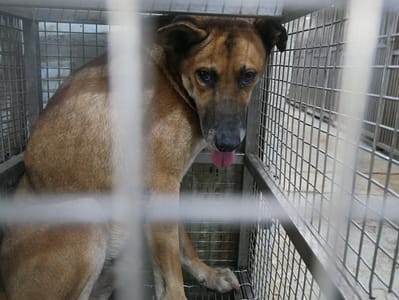 【待認養】混種犬 狗 (女生) - 臺南市動物之家善化站