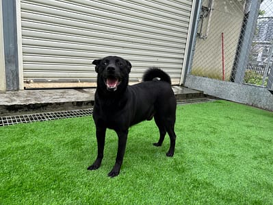 【待認養】混種犬 狗 (男生) - 臺北市動物之家