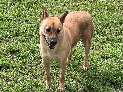 【待認養】混種犬 狗 (男生) - 臺北市動物之家