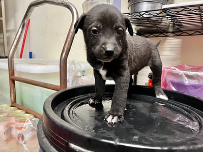 【待認養】混種犬 狗 (男生) - 桃園市動物保護教育園區