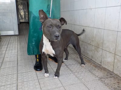 【待認養】混種犬 狗 (女生) - 南投縣公立動物收容所