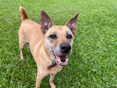 【待認養】混種犬 狗 (女生) - 臺北市動物之家