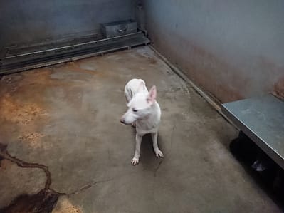 【待認養】混種犬 狗 (女生) - 新北市五股區公立動物之家