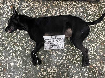 【待認養】混種犬 狗 (女生) - 雲林縣流浪動物收容所