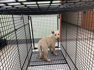 【待認養】混種犬 狗 (女生) - 金門縣動物收容中心