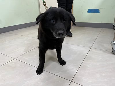 【待認養】混種犬 狗 (男生) - 金門縣動物收容中心