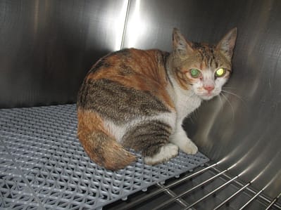 【待認養】混種貓 貓 (女生) - 桃園市動物保護教育園區