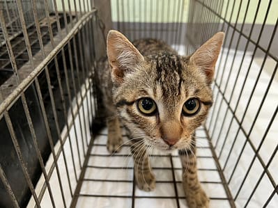 【待認養】混種貓 貓 (男生) - 金門縣動物收容中心