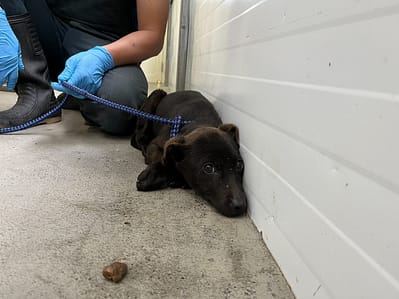 【待認養】混種犬 狗 (女生) - 臺北市動物之家