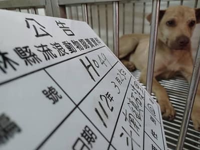 【待認養】混種犬 狗 (男生) - 雲林縣流浪動物收容所