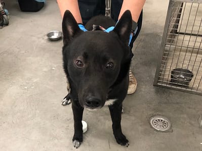 【待認養】混種犬 狗 (男生) - 臺北市動物之家