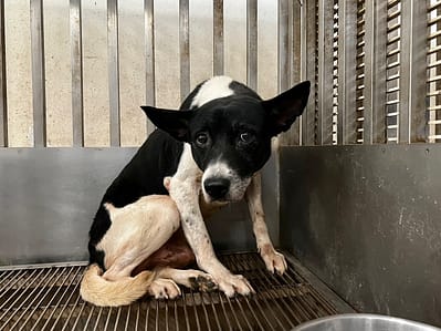 【待認養】混種犬 狗 (男生) - 桃園市動物保護教育園區