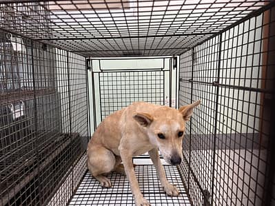 【待認養】混種犬 狗 (女生) - 金門縣動物收容中心