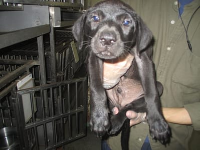 【待認養】混種犬 狗 (男生) - 桃園市動物保護教育園區
