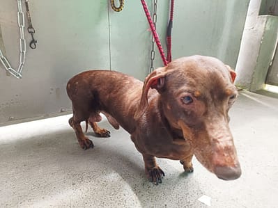【待認養】臘腸犬 狗 (男生) - 新北市五股區公立動物之家