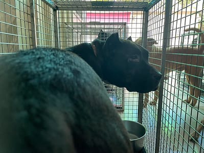 【待認養】美國惡霸犬 狗 (女生) - 屏東縣公立犬貓中途之家