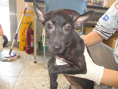 【待認養】混種犬 狗 (女生) - 桃園市動物保護教育園區