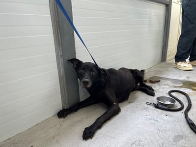 【待認養】混種犬 狗 (男生) - 臺北市動物之家