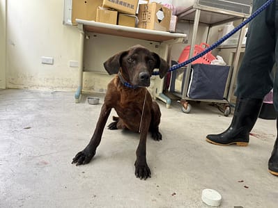 【待認養】混種犬 狗 (女生) - 臺北市動物之家