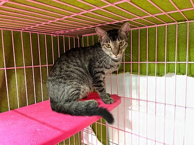 【待認養】混種貓 貓 (女生) - 臺北市動物之家