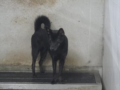 【待認養】混種犬 狗 (女生) - 新北市中和區公立動物之家