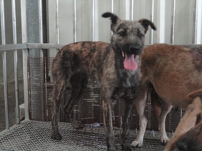 【待認養】混種犬 狗 (女生) - 新北市中和區公立動物之家