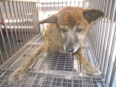 【待認養】混種犬 狗 (女生) - 桃園市動物保護教育園區