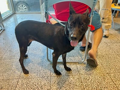【待認養】混種犬 狗 (女生) - 桃園市動物保護教育園區