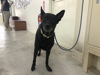 【待認養】混種犬 狗 (女生) - 臺北市動物之家