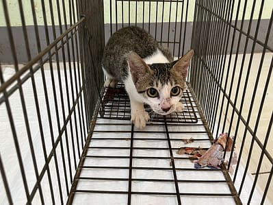 【待認養】混種貓 貓 (女生) - 金門縣動物收容中心