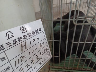 【待認養】混種犬 狗 (女生) - 雲林縣流浪動物收容所