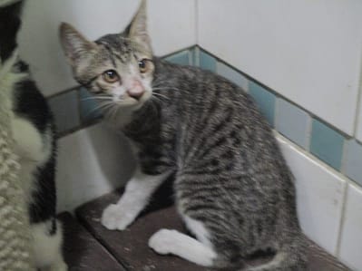 【待認養】混種貓 貓 (男生) - 高雄市壽山動物保護教育園區