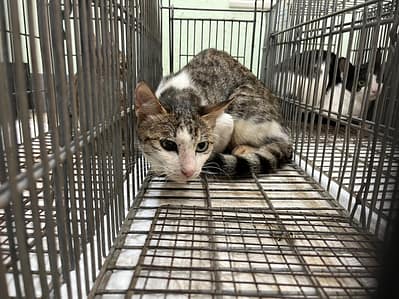 【待認養】混種貓 貓 (女生) - 金門縣動物收容中心