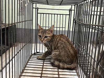 【待認養】混種貓 貓 (男生) - 金門縣動物收容中心