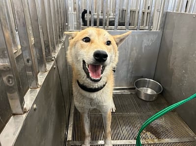 【待認養】柴犬 狗 (男生) - 桃園市動物保護教育園區