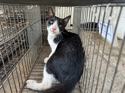 【待認養】混種貓 貓 (男生) - 金門縣動物收容中心