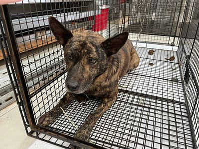 【待認養】混種犬 狗 (男生) - 金門縣動物收容中心