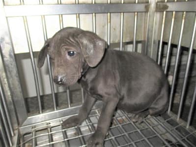 【待認養】混種犬 狗 (男生) - 桃園市動物保護教育園區