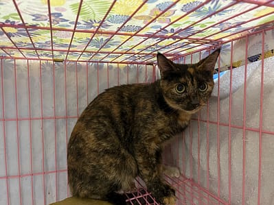 【待認養】混種貓 貓 (女生) - 臺北市動物之家
