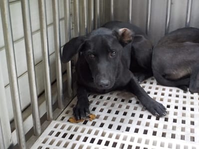 【待認養】混種犬 狗 (女生) - 南投縣公立動物收容所