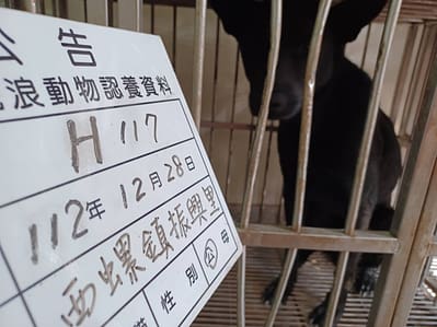 【待認養】混種犬 狗 (男生) - 雲林縣流浪動物收容所
