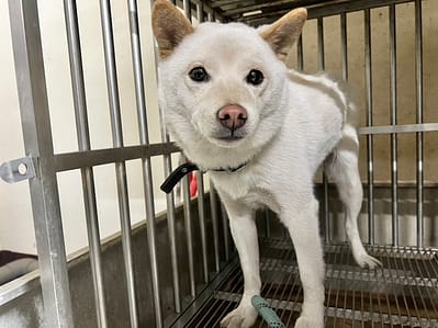【待認養】柴犬 狗 (女生) - 桃園市動物保護教育園區