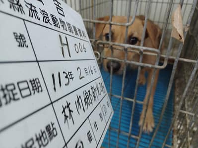 【待認養】混種犬 狗 (男生) - 雲林縣流浪動物收容所