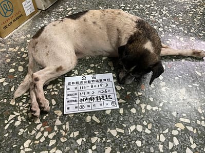 【待認養】混種犬 狗 (女生) - 雲林縣流浪動物收容所