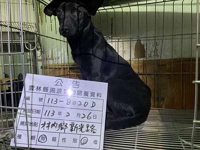 【待認養】混種犬 狗 (男生) - 雲林縣流浪動物收容所